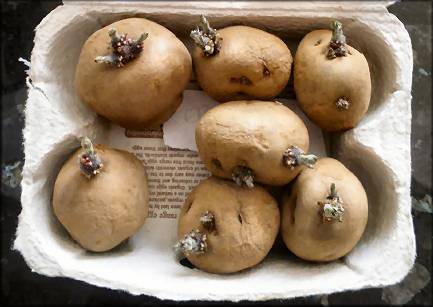 Seed Potatoes, ready to cut and plant