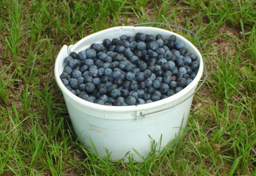 Bucket of Blueberries