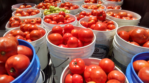 Buckets of Tomatoes