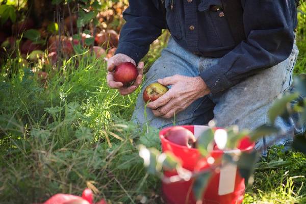 Gleaning apples in Winchester, Virginia.