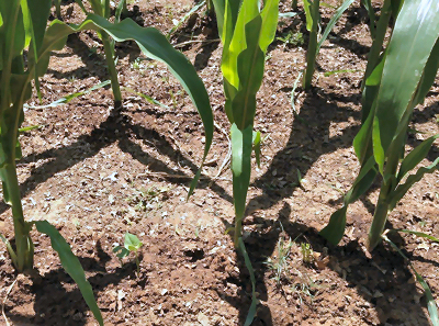 Beans planted in corn row will climb the stalks for support in Evelyn's garden.