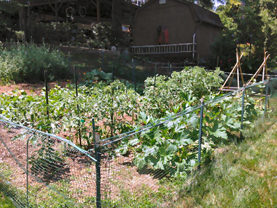 Evelyn's garden plot in June