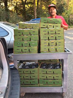 Loading Boxes of Blackberries