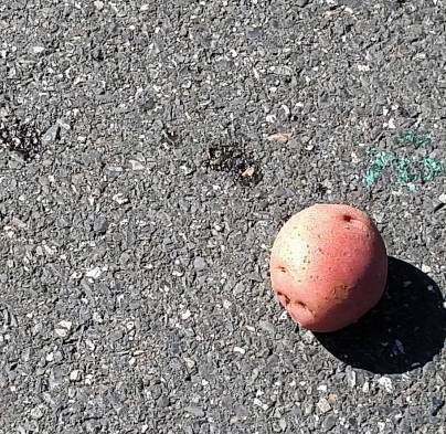 The potato in the parking lot.