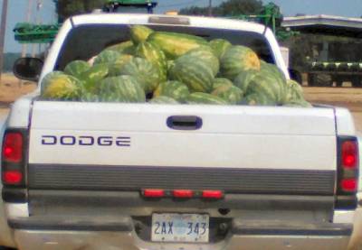 Pickup truck loaded with watermelons.