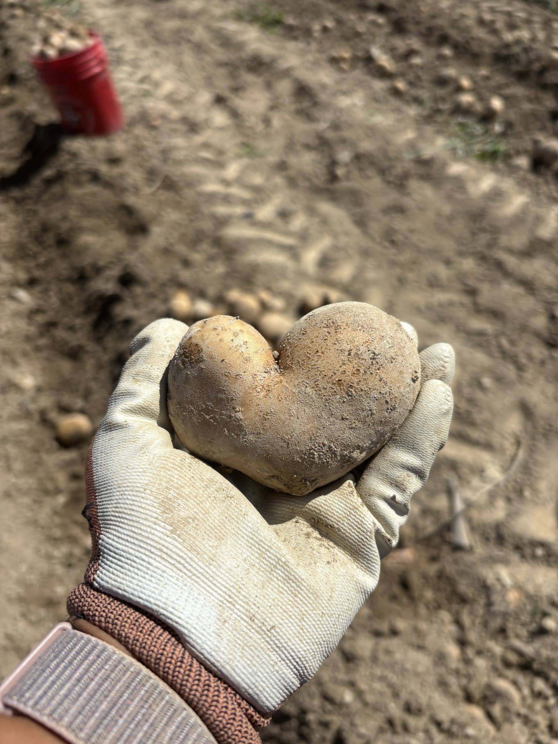 A hand is holding a potato that is shaped like a heart