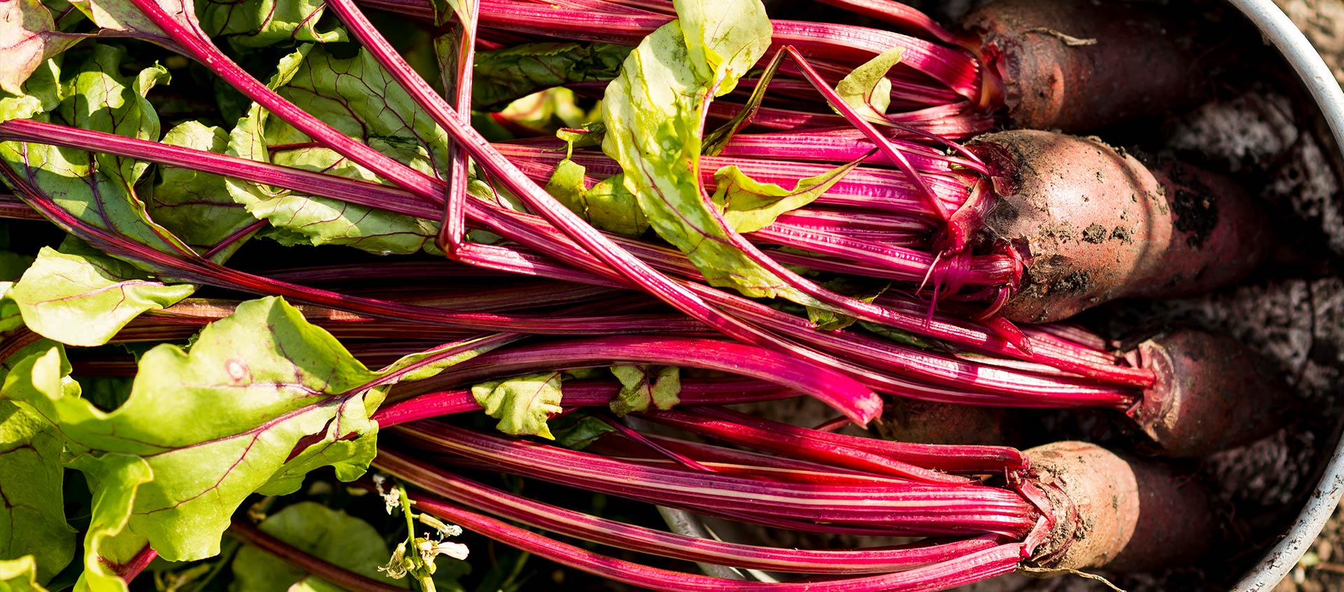 beets top view