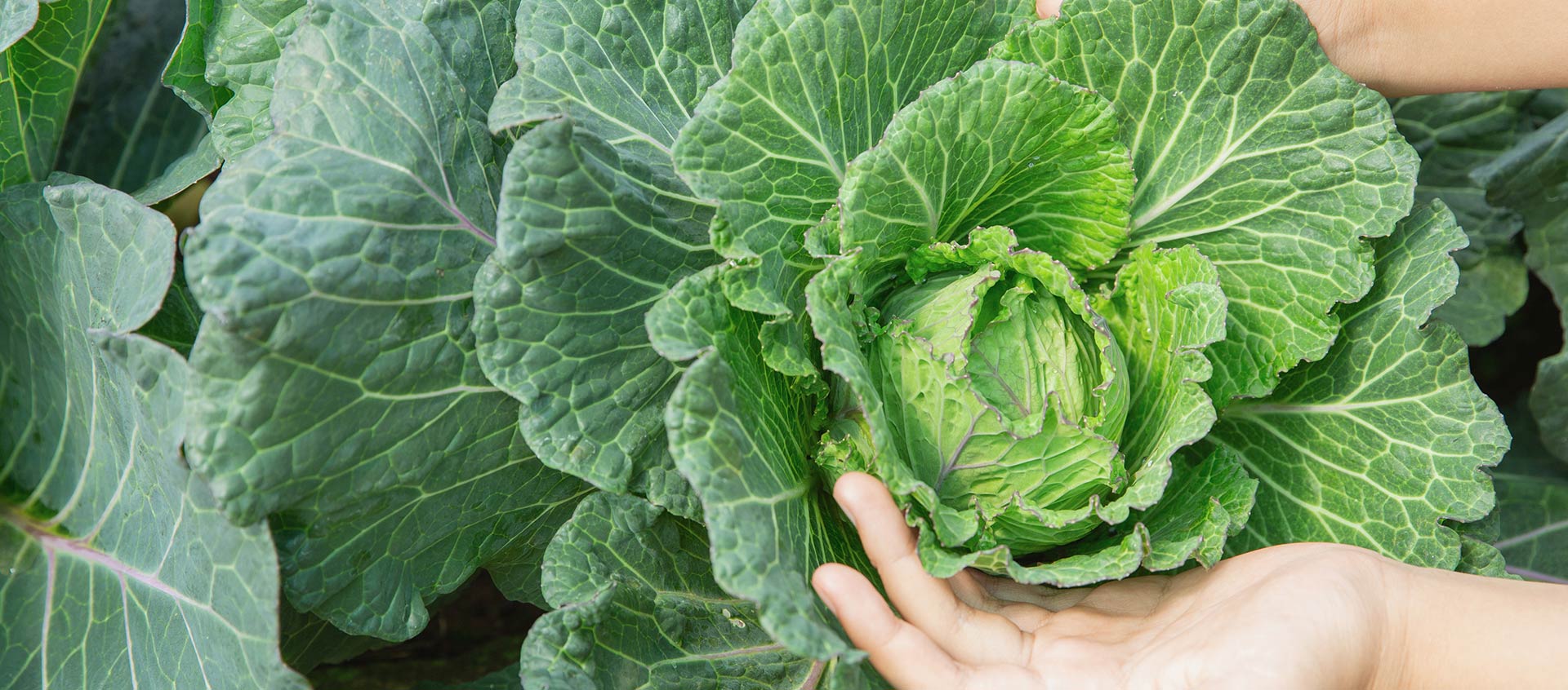 careers with endhunger