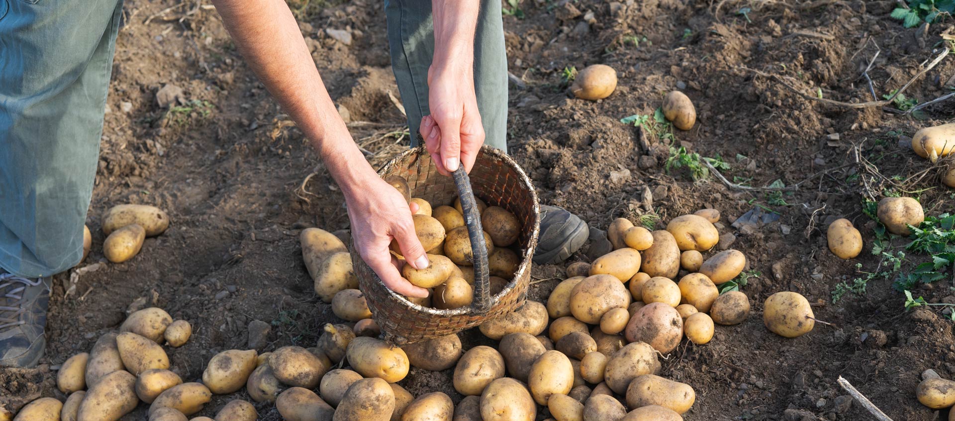 potatoes fresh from ground man collecting potatoes farming