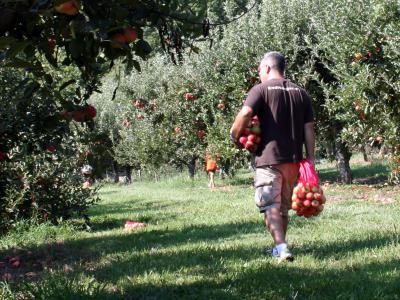Apple Gleaning, Bedford VA