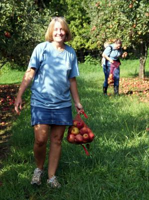 Apple Gleaning, Bedford VA 